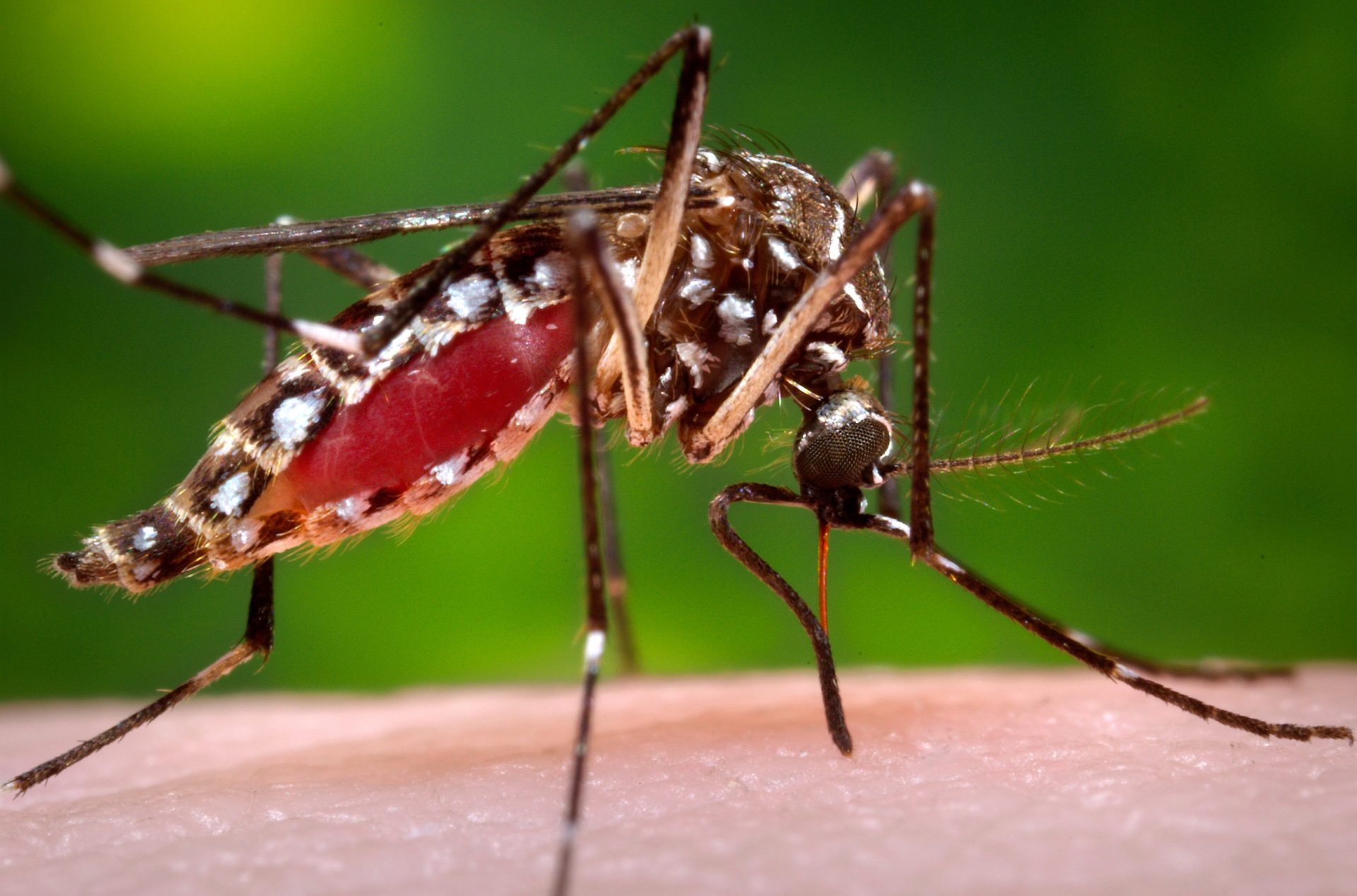 Mosquito control Utah