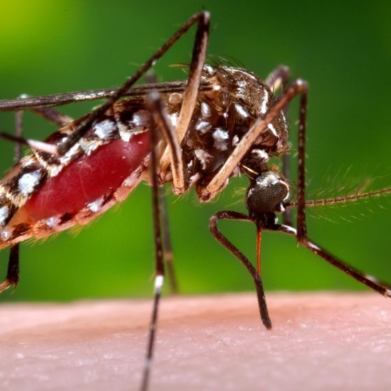 Mosquito control Utah
