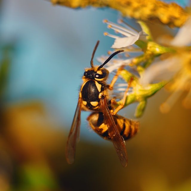 Wasp for Pest Control Utah