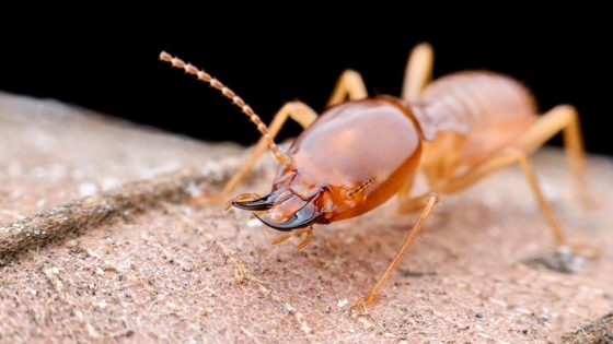 Termites in Utah