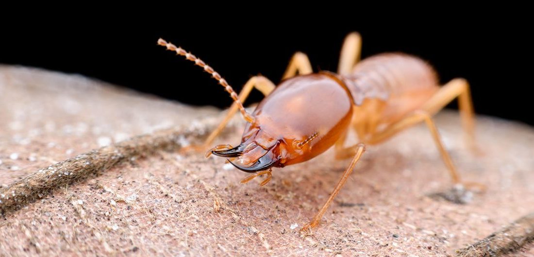 Termites in Utah